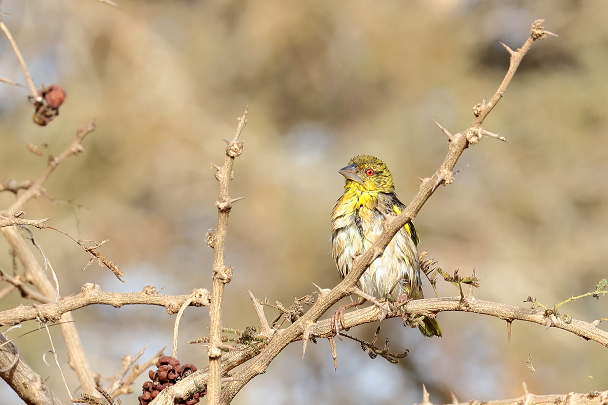 Village Weaver